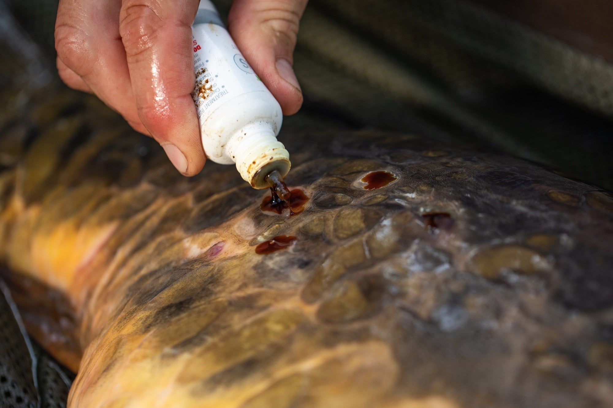 Korda - Propolis Carp Care